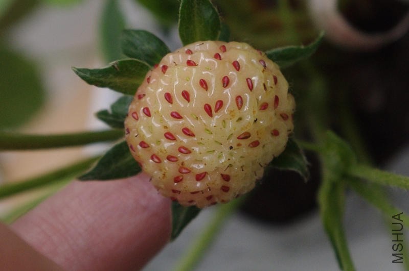 20140526����ݮ (3)_����.jpg