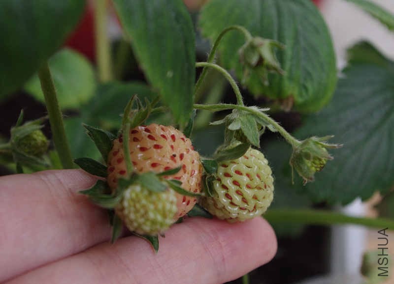 20140526����ݮ (4)_����.jpg