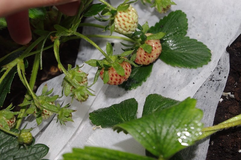 20150526����ݮ11 (1).jpg