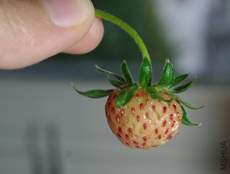 20150526����ݮ11 (3)_����_����.jpg