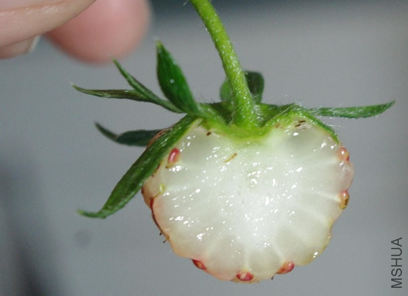 20150526����ݮ11 (4)_����_����.jpg