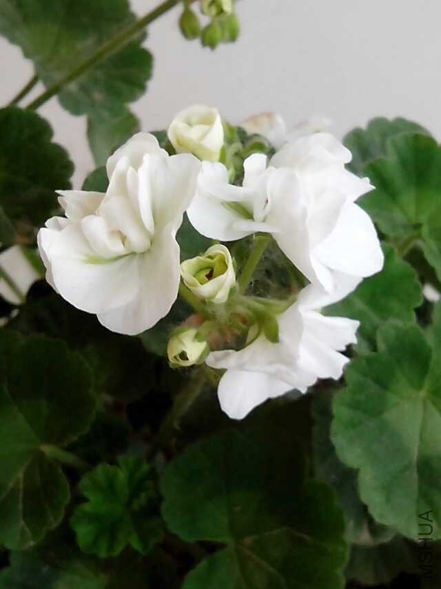 QQͼƬ20140527033843.jpg