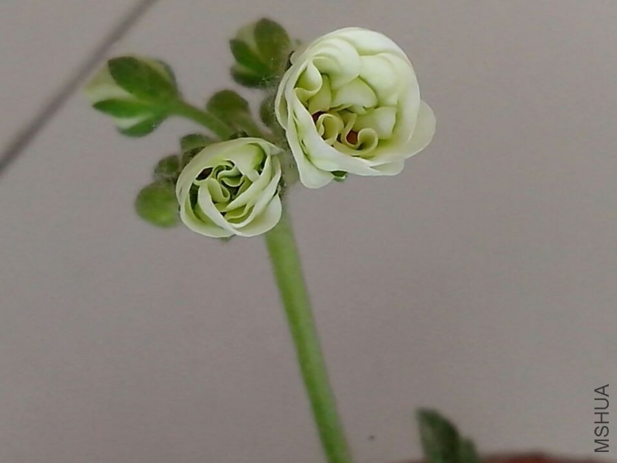 QQͼƬ20140527033056.jpg