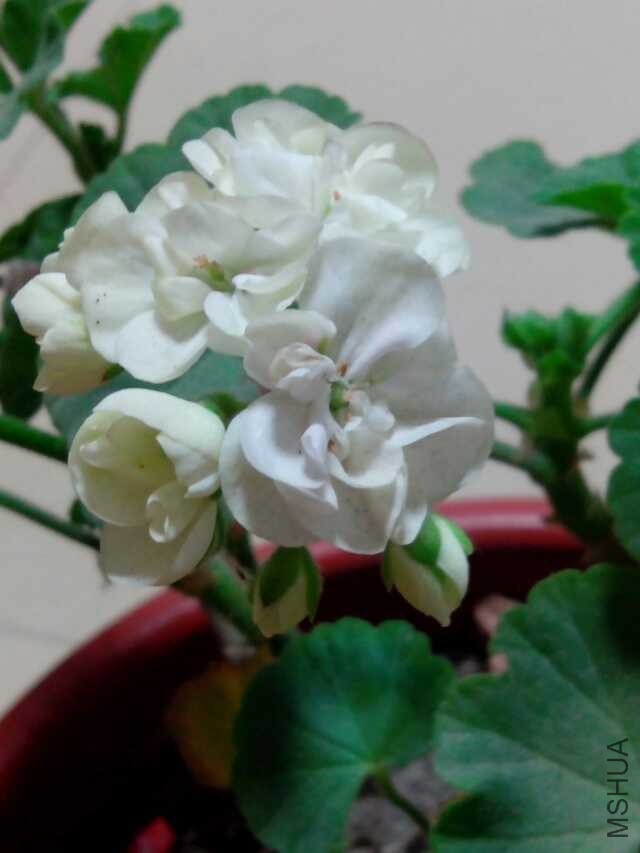 QQͼƬ20140527033825.jpg