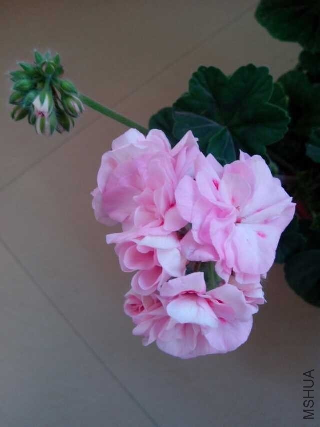 psb (1).jpg