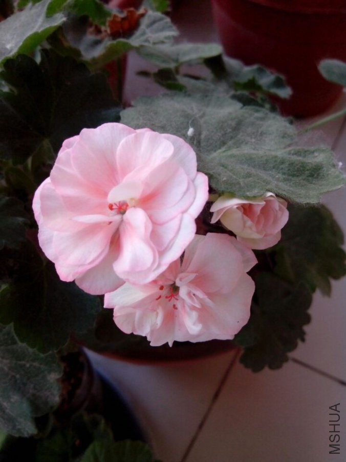 QQͼƬ20140527033112.jpg