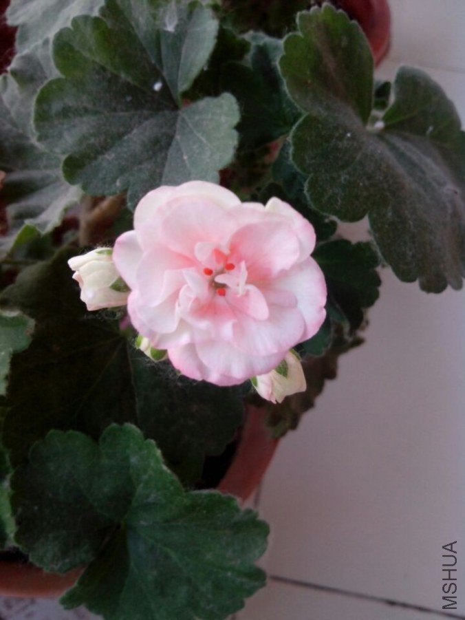 QQͼƬ20140527033120.jpg