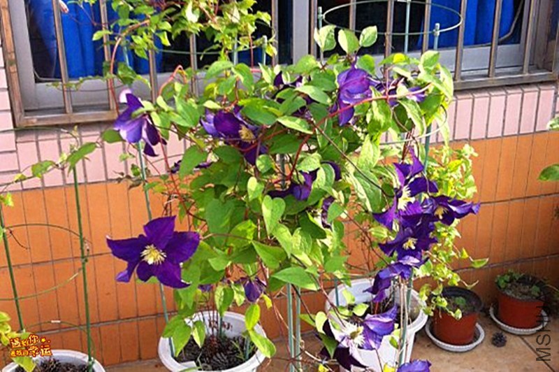 psb (07)_����.jpg