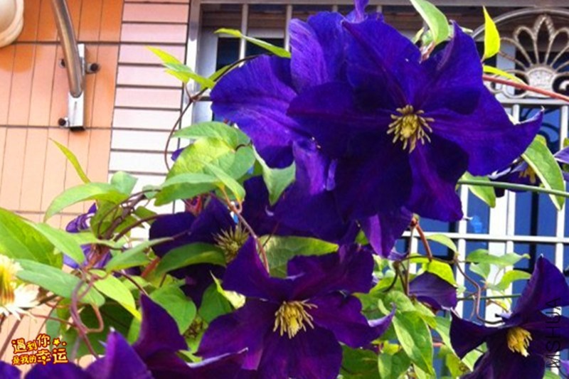 psb (08) ����.jpg