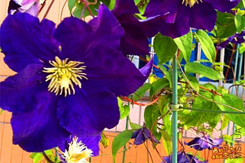 psb (09)_����.jpg