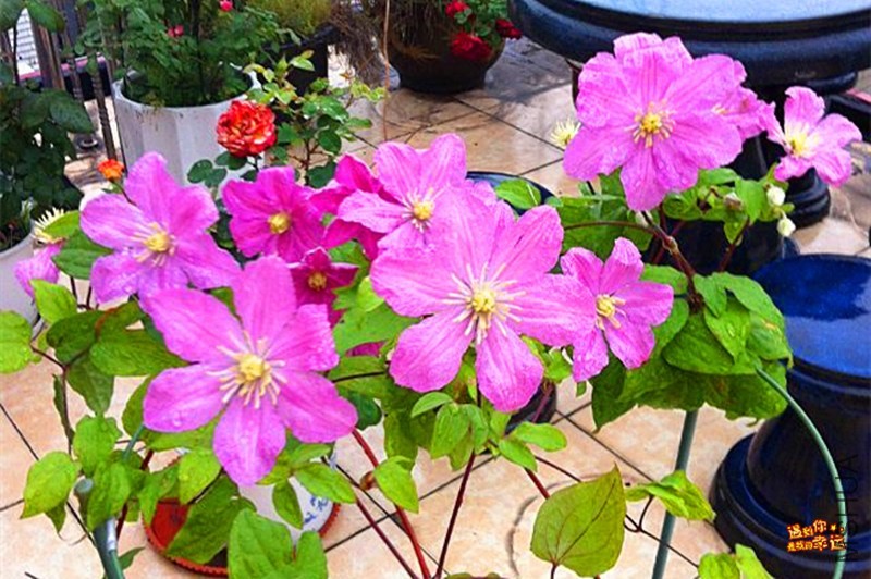 psb (10)_����.jpg