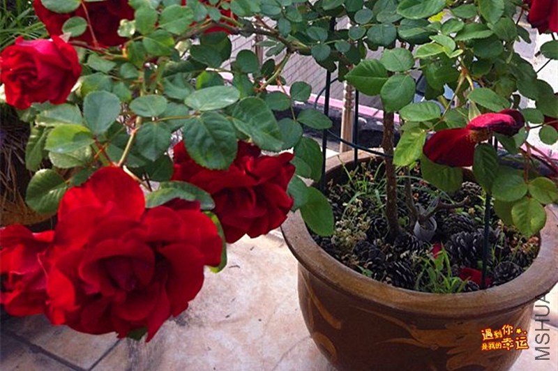 psb (02)_����.jpg