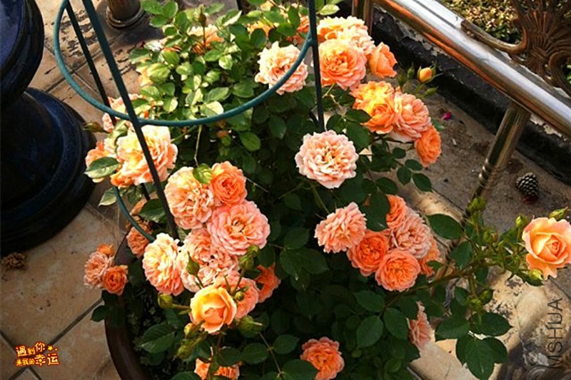 psb (03)_����.jpg