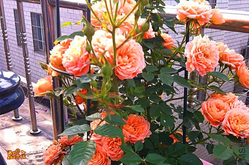 psb (04)_����.jpg