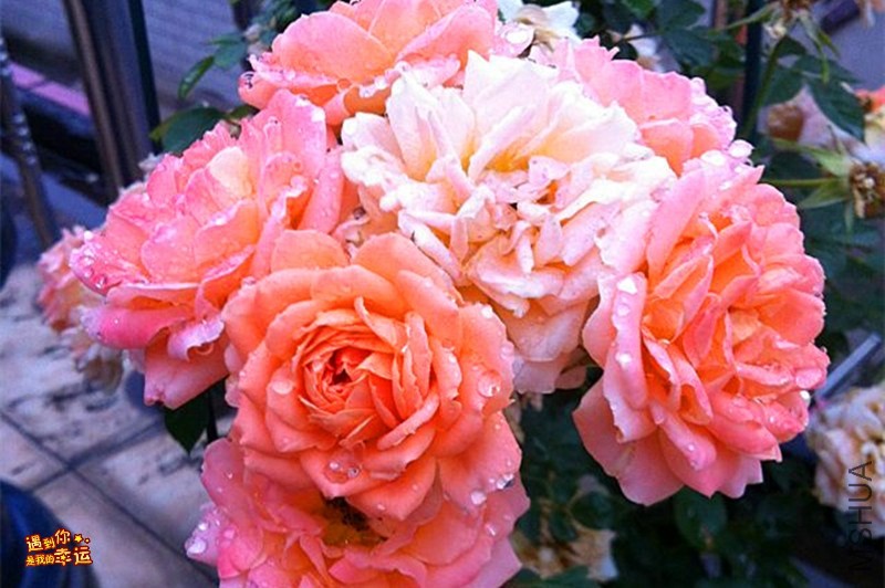 psb (05)_����.jpg