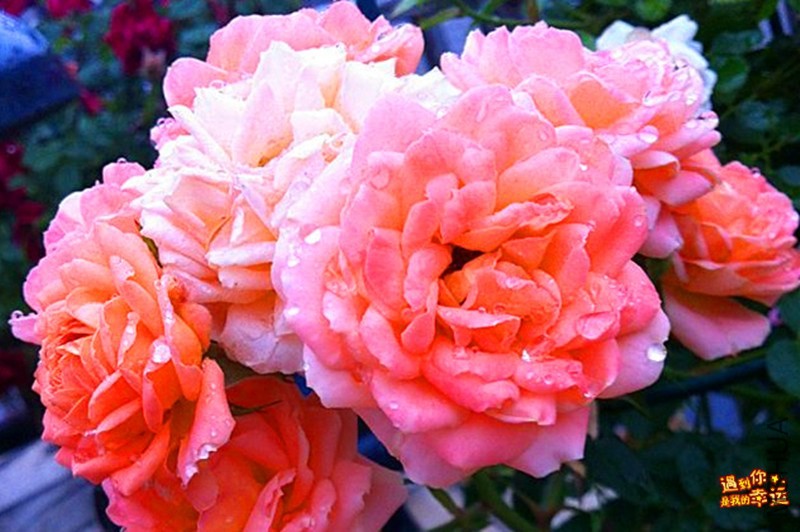 psb (06)_����.jpg