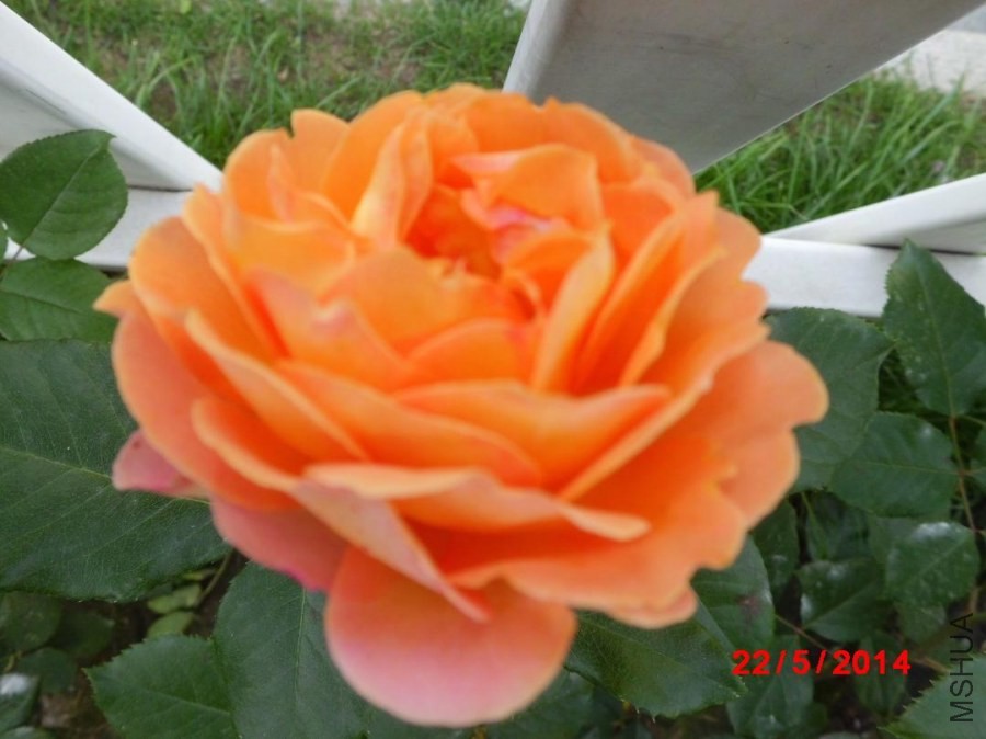 CIMG2957.JPG