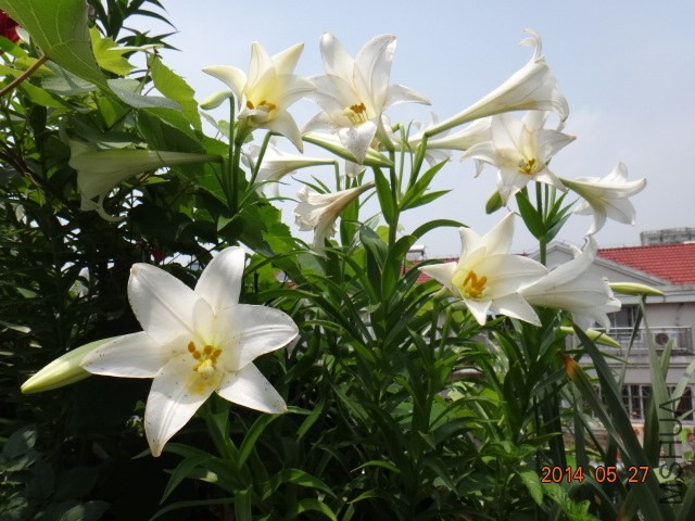 DSC00745.JPG