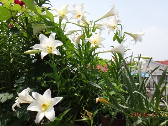 DSC00744.JPG
