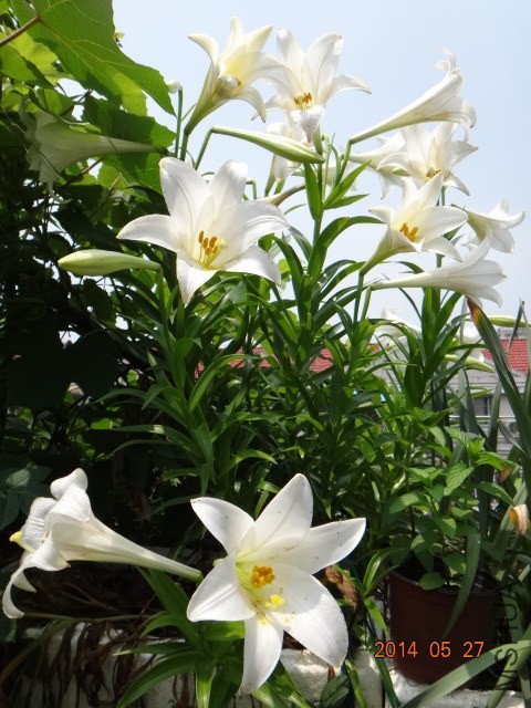 DSC00746.JPG
