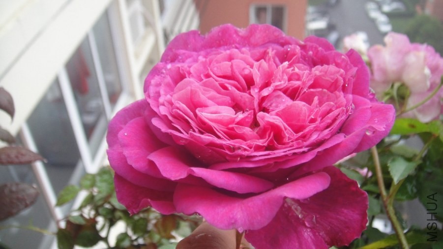 DSC07174.JPG