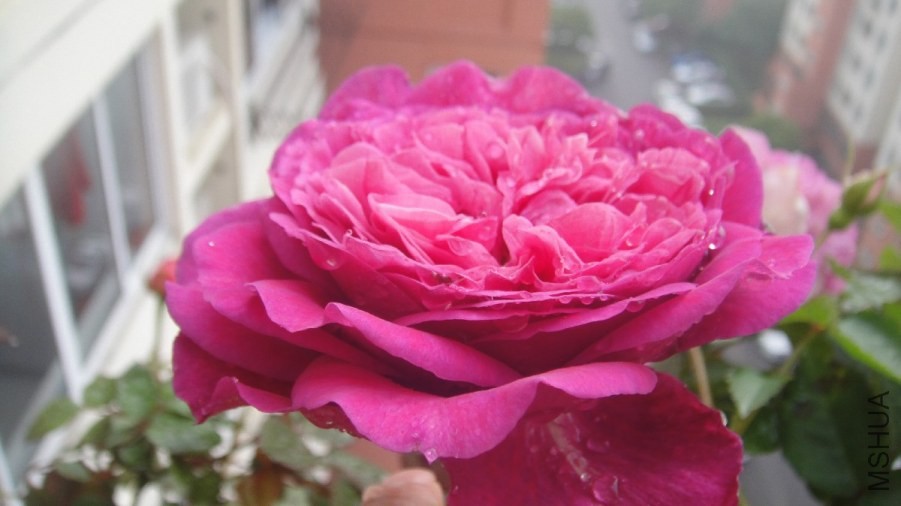 DSC07176.JPG