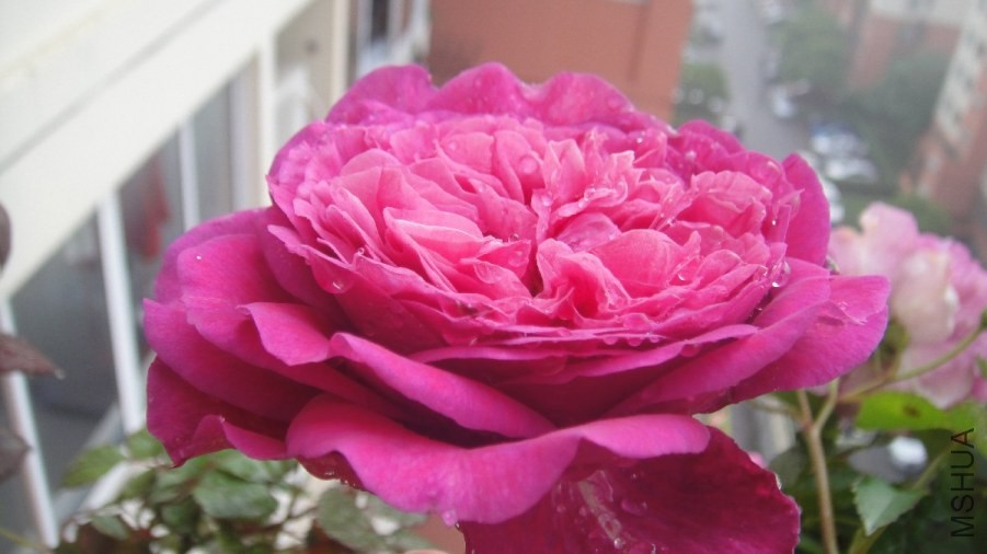 DSC07178.JPG