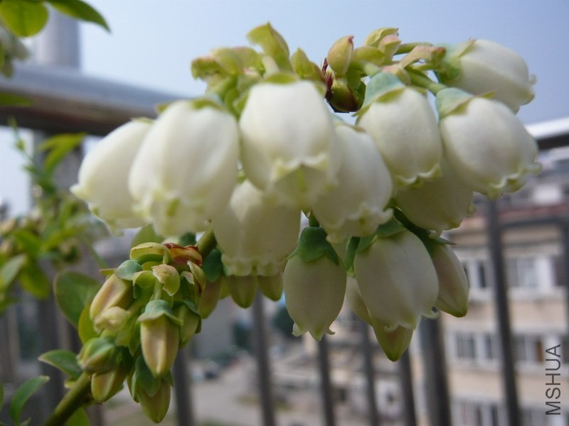 ��ݮ���Ļ���