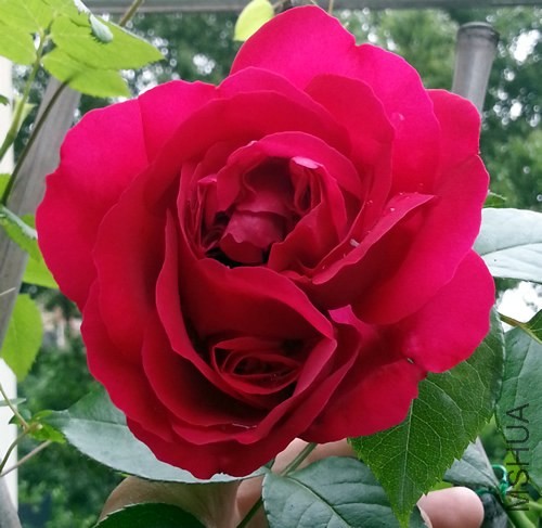 ��ɫ��ɳ��ʯ20140525A.jpg