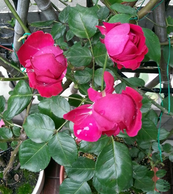 ��ɫ��ɳ��ʯ20140525B.jpg