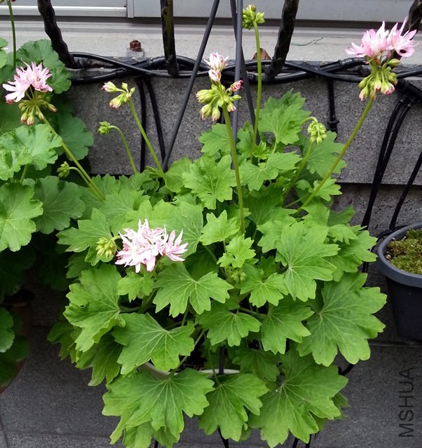 ���ÿ���Win Ellison20140526A.jpg