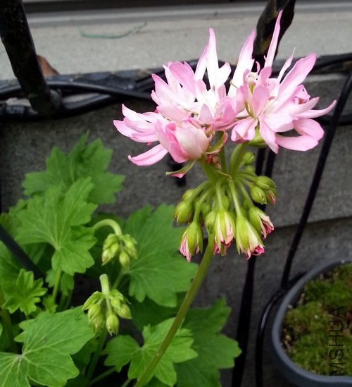 ���ÿ���Win Ellison20140526B.jpg