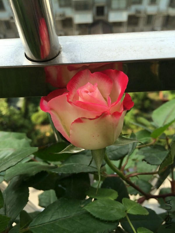 Ħ�ɸ�   �� ��.JPG