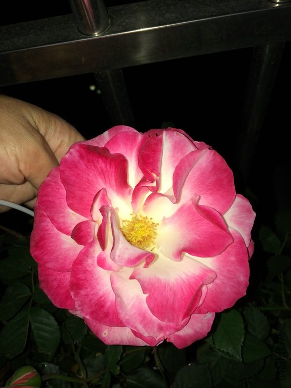 Ħ�ɸ�  ����.JPG