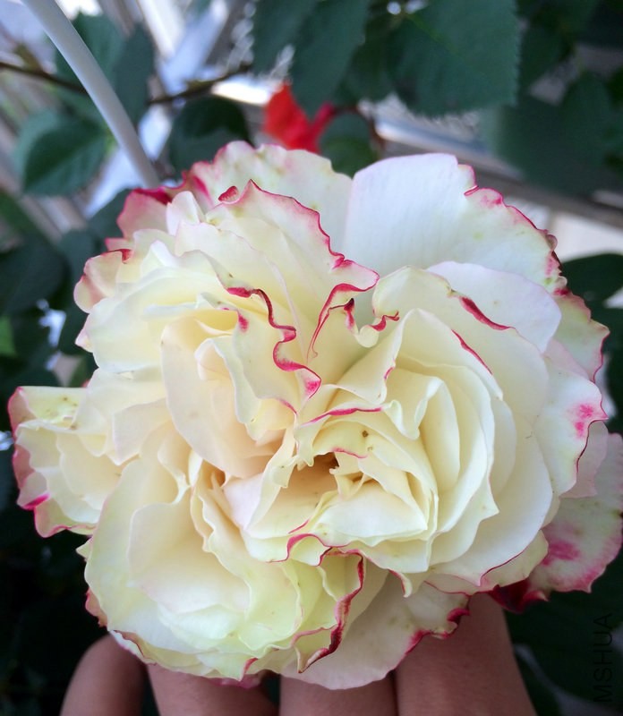 Ħ�ɸ繫��        .JPG