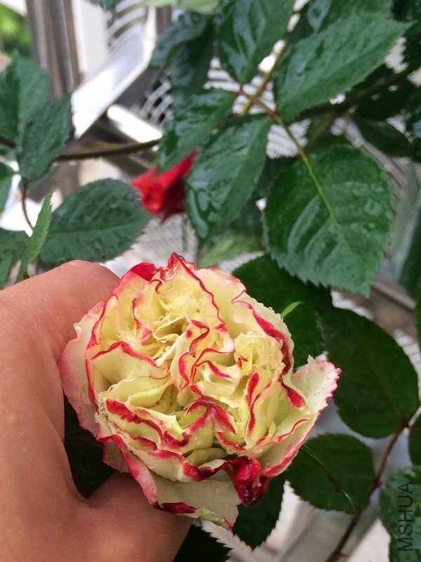 Ħ�ɸ繫��    .JPG