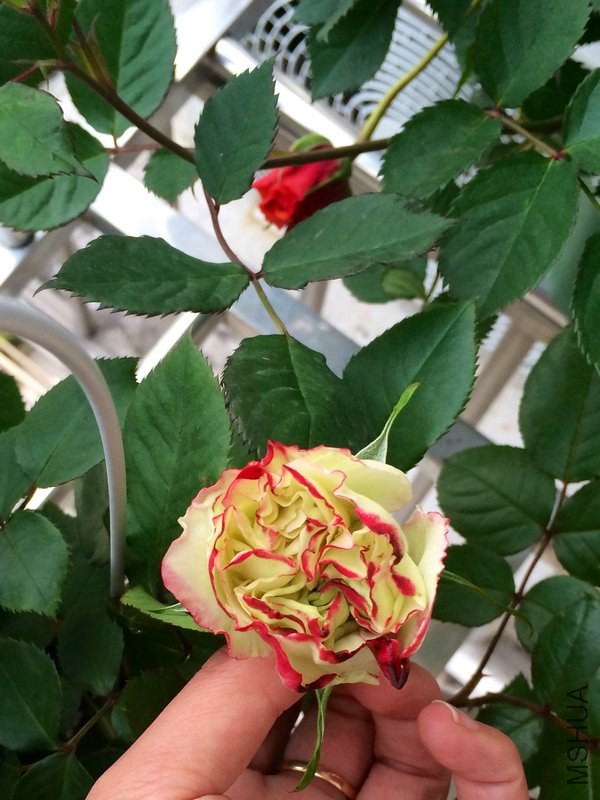 Ħ�ɸ繫��   .JPG