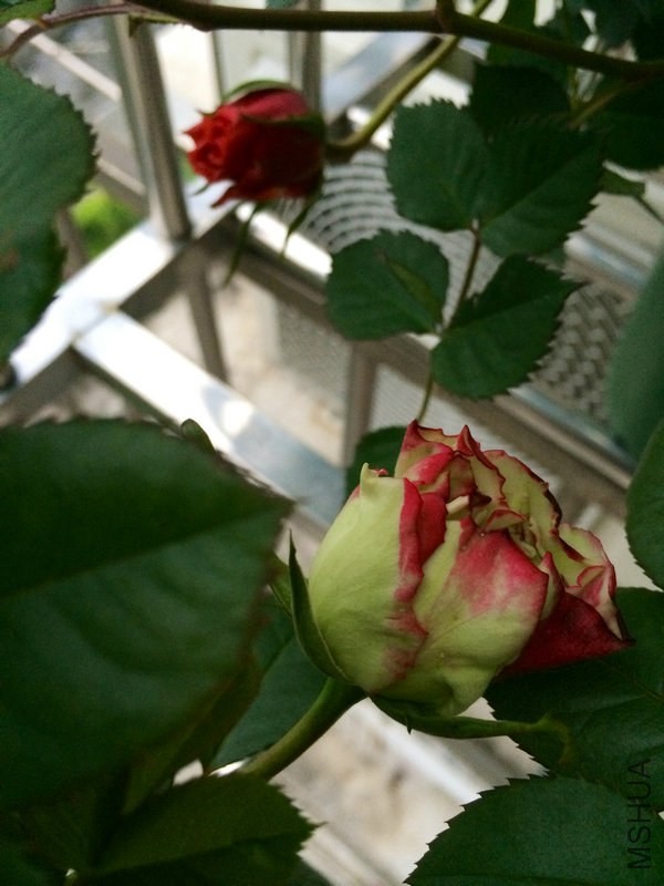 Ħ�ɸ繫�� .JPG