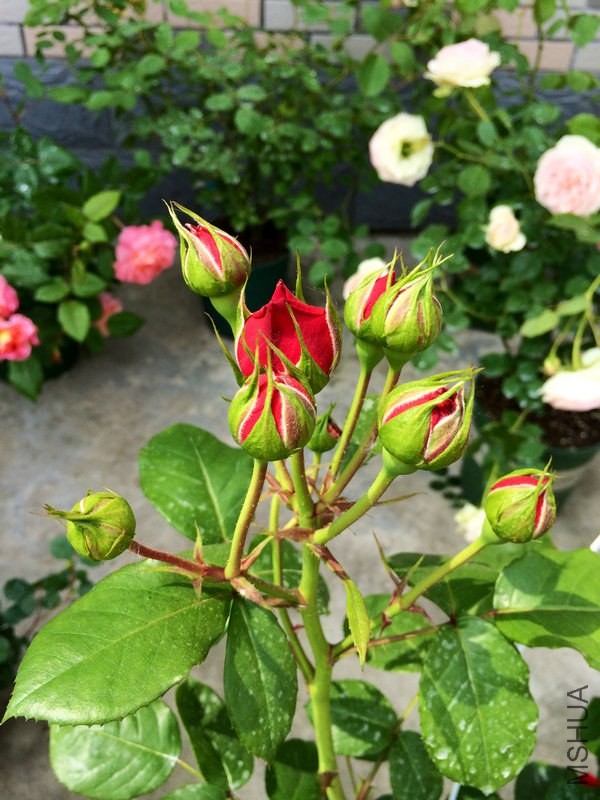 �� �� �� .JPG