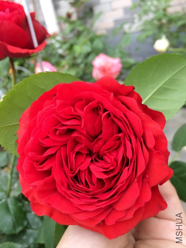 �� ����   .JPG