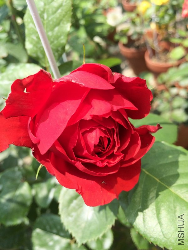 �����  .JPG