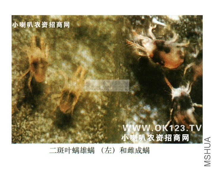 ����Ҷ��03.jpg