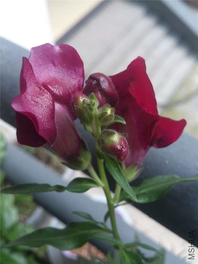 ���Ƕ�ͷ��