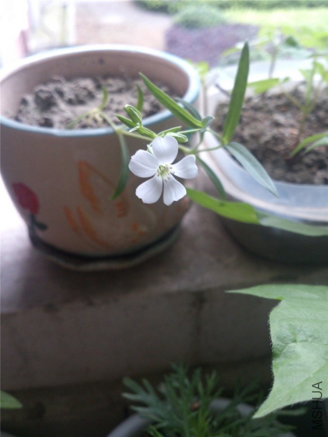 ����ȥ�����������ӣ�����������������