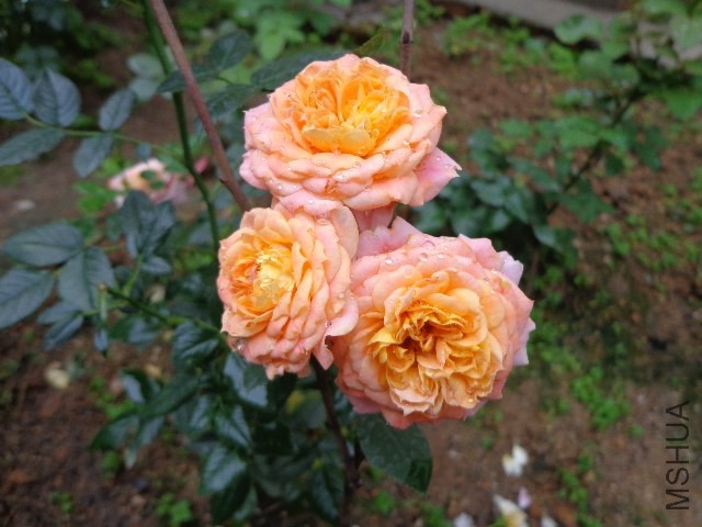 DSC02646.JPG