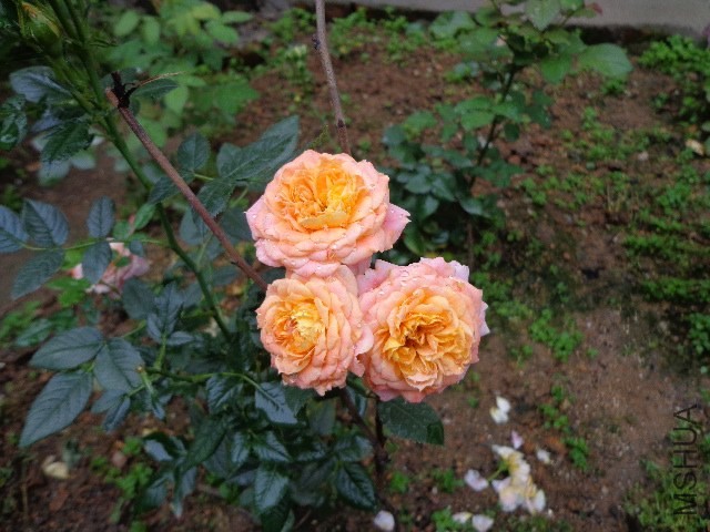 DSC02648.JPG