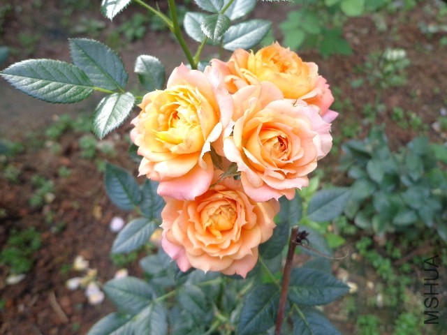 DSC02700.JPG