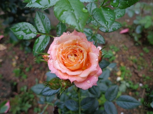 DSC02649.JPG