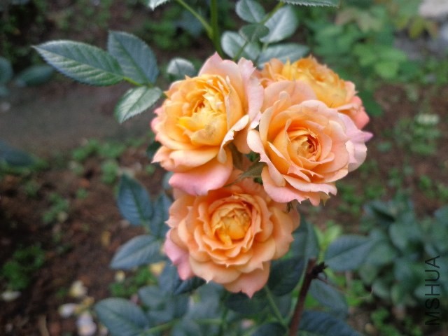 DSC02707.JPG