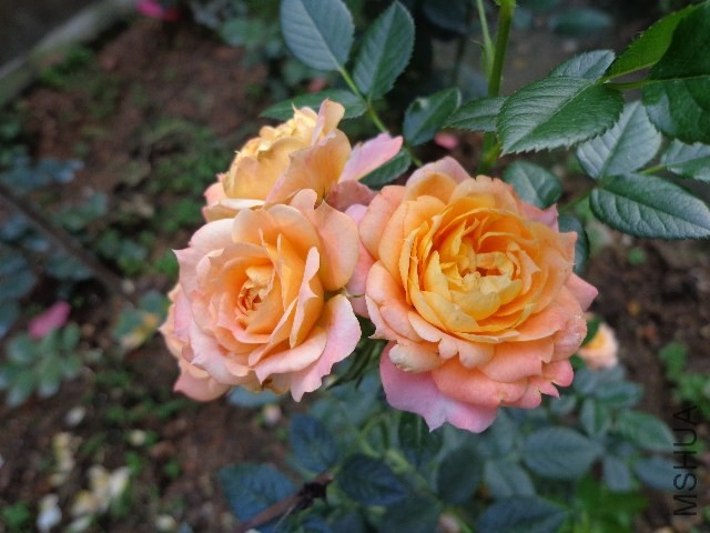 DSC02706.JPG